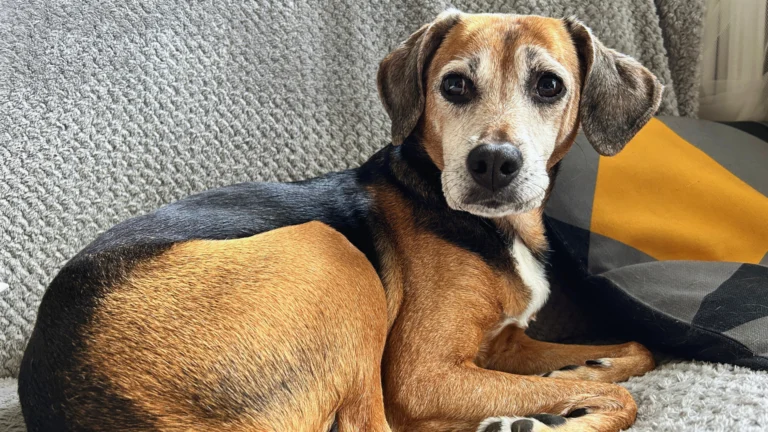 Pies rasy mieszanej leży wygodnie na sofie w przytulnym, domowym wnętrzu – przykład domu przyjaznego zwierzętom.